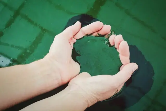 Spirulina